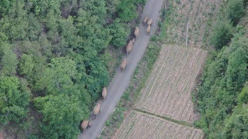 一路象北,探寻神秘北方的奇幻旅程