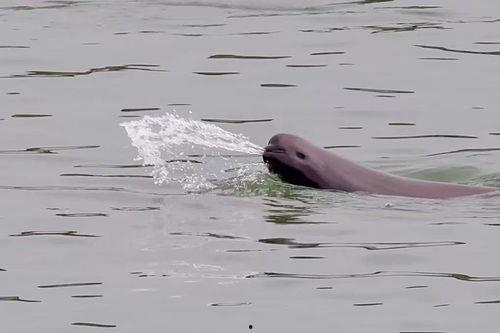 江豚·风时舞 2024,2024年新春佳节精彩纷呈
