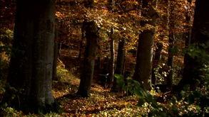 神话的森林,神话世界的绿色秘境