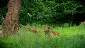 神话的森林,神话世界的绿色秘境