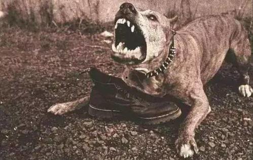 像疯狗一样,疯狗般的激情演绎