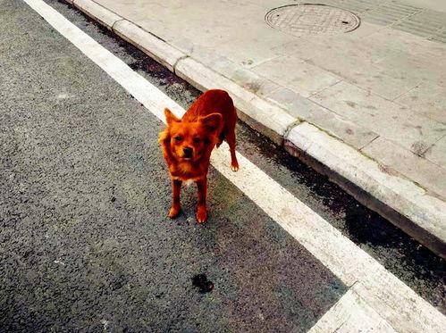 像疯狗一样,疯狗般的激情演绎