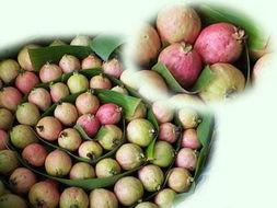 热带胭脂红,探寻自然色彩的奥秘与魅力