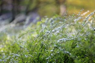 春风吹又生,万物复苏的生机盎然